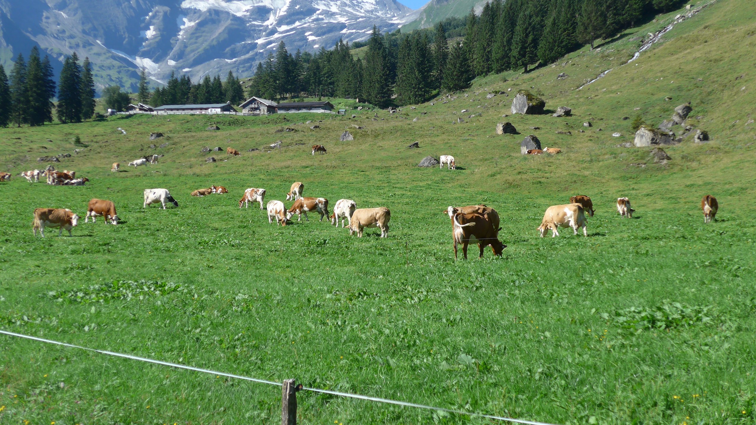 Rinder weiden
